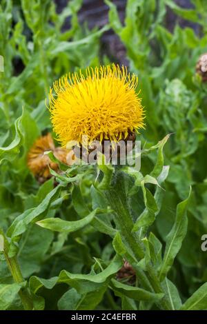 Centaurea macrocephala un chardon jaune comme plante de fleur communément connu sous le nom de Bighead, de chevalier, de fleur de panier arménien et de Centaurea Globe Banque D'Images