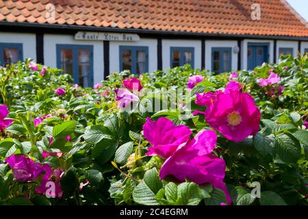 Maison traditionnelle à colombages, Gammel Skagen, Jutland, Danemark, Europe Banque D'Images