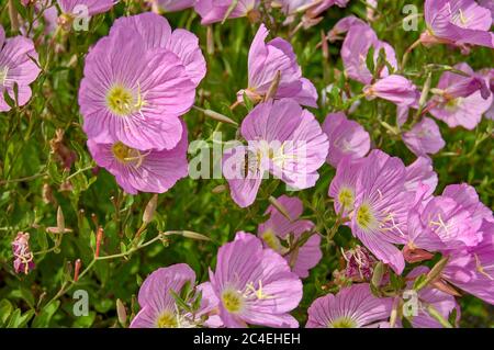 Abeille et belles fleurs Pink Evening Primrose près de la mer en Grèce. Banque D'Images