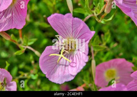 Abeille et belles fleurs Pink Evening Primrose près de la mer en Grèce. Banque D'Images