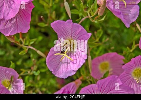Abeille et belles fleurs Pink Evening Primrose près de la mer en Grèce. Banque D'Images