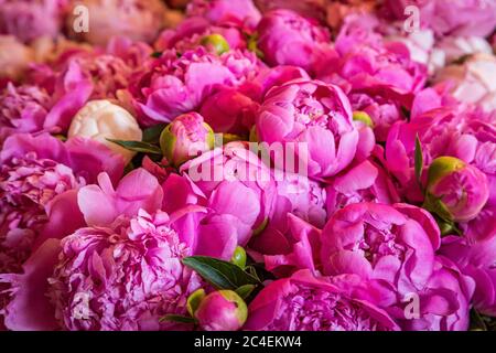 Une photo plein cadre de jolies pivoines roses à vendre sur un marché, avec une faible profondeur de champ Banque D'Images
