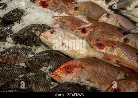 Regarder vers le bas un étalage de poissons à vendre sur un marché Banque D'Images