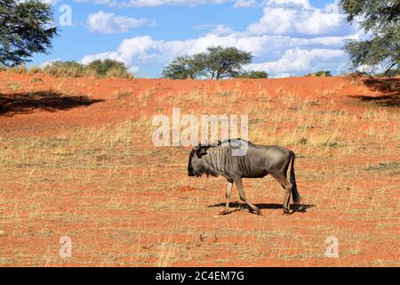 Le flétrissement bleu, Connochaetes taurinus, grand animal dans l'habitat naturel, Namibie, désert de Kalahari, Afrique Banque D'Images