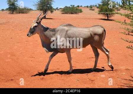 Antilope femelle (Tragelaphus oryx) dans l'habitat naturel. Désert de Kalahari, Namibie, Afrique Banque D'Images