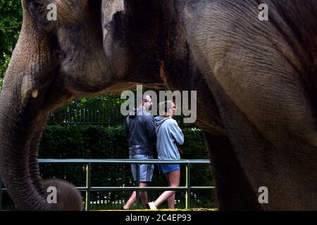 Liberec, République tchèque. 26 juin 2020. L'éléphant d'Asie (Elepha maximus) suit les visiteurs à pied au zoo de Liberec en République tchèque. Credit: Slavek Ruta/ZUMA Wire/Alamy Live News Banque D'Images