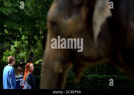 Liberec, République tchèque. 26 juin 2020. L'éléphant d'Asie (Elepha maximus) suit les visiteurs à pied au zoo de Liberec en République tchèque. Credit: Slavek Ruta/ZUMA Wire/Alamy Live News Banque D'Images