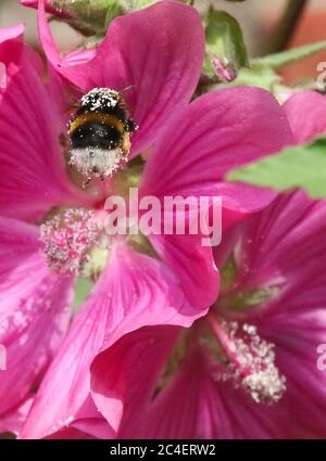 Magheralin, comté d'Armagh, Irlande du Nord. 26 juin 2020. Météo au Royaume-Uni - une journée chaude mais changeante avec un vent du sud-ouest fort et chaud qui apporte une couverture de nuages de plus en plus grande. Une abeille à queue blanche (recouverte de grains de pollen blancs) à une rose de la méche. Crédit : CAZIMB/Alamy Live News. Banque D'Images