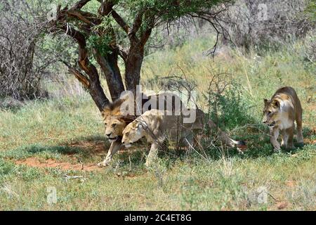 Fierté des lions à la chasse. Lion et deux lioness prêts à attaquer dans le Bush africain, en Namibie Banque D'Images