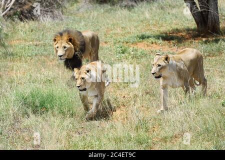 Fierté des lions à la chasse. Lion et deux lioness dans le Bush africain, Namibie Banque D'Images