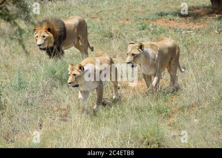 Fierté des lions à la chasse. Lion et deux lioness dans le Bush africain, Namibie Banque D'Images