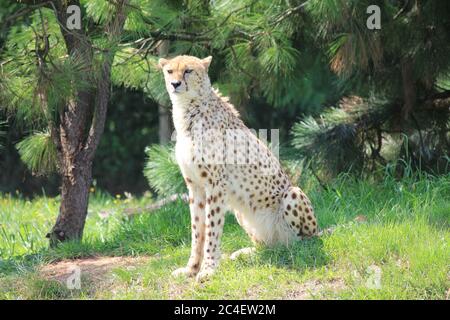 Cheetah dans le zoo d'Overloon Banque D'Images