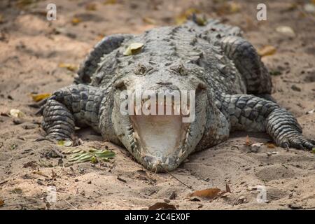 Ouverture de la bouche crocodile Banque D'Images