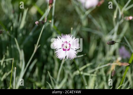 Fleur rose pâle de Dianthus gratianopolitanus, communément appelée rose Cheddar Banque D'Images