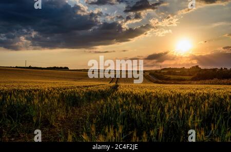 Soleil descendant au-dessus des récoltes près de Fifield, Oxfordshire, Royaume-Uni Banque D'Images