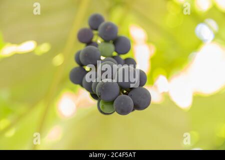 Un bouquet de raisins pousse sur une branche sur un fond de feuillage vert flou. Mise au point au premier plan Banque D'Images