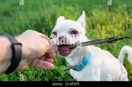 chiot blanc chien chihuahua marchant sur un pré vert Banque D'Images