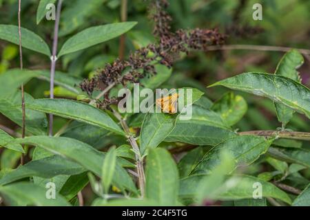 Petite papillon orange vif reposant sur une feuille d'une plante papillon à proximité, un jour ensoleillé en été Banque D'Images