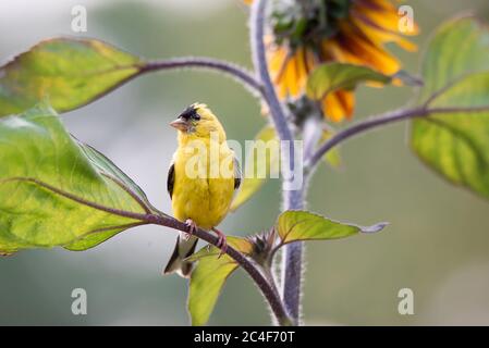 Un mâle Goldfinch perche sur un tournesol aux jardins Rosetta McClain de Toronto, en Ontario. Banque D'Images