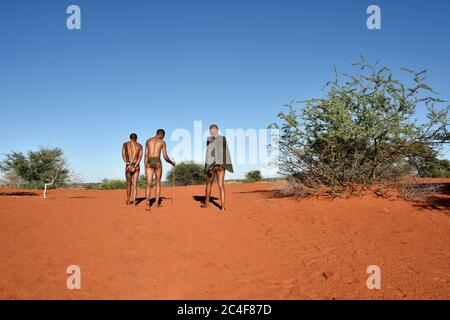 KALAHARI, NAMIBIE - 24 JANVIER 2016 : chasseurs de Bushmen dans la brousse. Le peuple San, également connu sous le nom de Bushmen, est membre de divers chasseurs-cueilleurs autochtones Banque D'Images