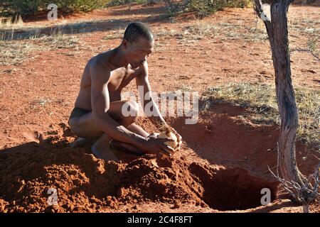 KALAHARI, NAMIBIE - 24 JANVIER 2016 : le chasseur de Bushmen terise l'oeuf d'autruche avec de l'eau pour la prochaine fois. San People, également connu sous le nom de Bushmen sont membres de divers Banque D'Images