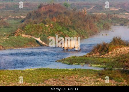 Un rhinocéros à un corned traverse une rivière à l'intérieur du parc national Royal Chitwan au Népal. Banque D'Images