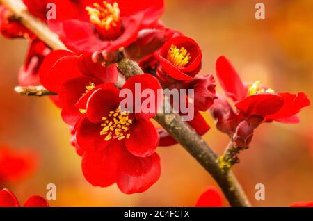Bordeaux Red Atsuya Hamada Quince Blossom arbre de fruits à fleurs Macro Bellevue État de Washington Banque D'Images
