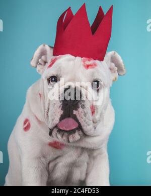 Portrait d'un chien de taureau anglais drôle avec rouge à lèvres marques et couronne sur fond bleu Banque D'Images