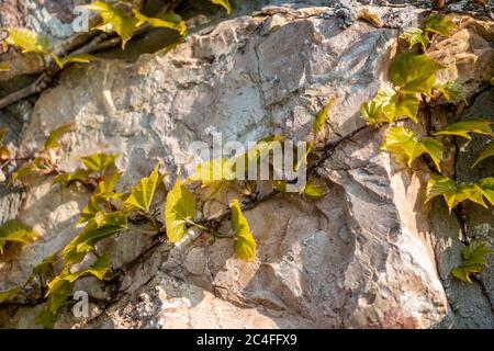 Texture de mur de pierre sauvage avec du raisin sauvage sur le mur. Décoration de murs extérieurs avec briques de marbre rouge de pierre sauvage. Surface inégale de marbre rouge Banque D'Images
