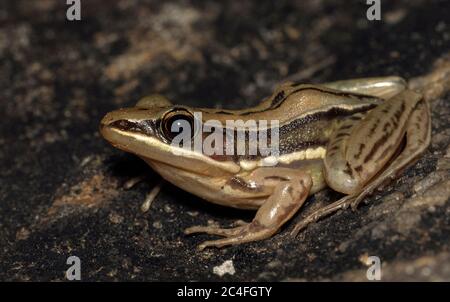 Grenouille sur une roche; grenouille Rana sur une roche; grenouille du Sri Lanka Hydrophylax gracilis endémique; grenouille commune Banque D'Images