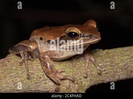 Grenouille sur une branche; branche de grenouille d'arbre; grenouille d'arbre indien; grenouille des grands yeux; grenouille brune; Polypedates maculatus Banque D'Images
