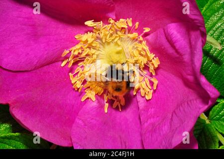 Arbre Bumblebee,' Bombus hypnorum', répandu après son arrivée au Royaume-Uni en 2001.collecte de pollen d'une fleur de rosa. Préférence distincte pour la banlieue Banque D'Images