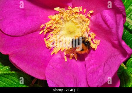 Arbre Bumblebee,' Bombus hypnorum', répandu après son arrivée au Royaume-Uni en 2001.collecte de pollen d'une fleur de rosa. Préférence distincte pour la banlieue Banque D'Images