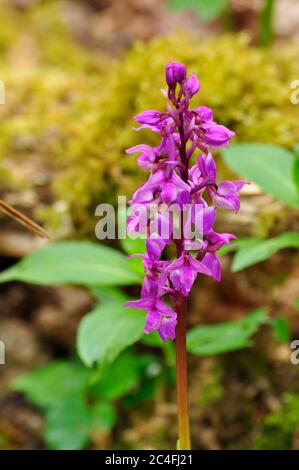 Orchid pourpre précoce 'Orchis masculins', croissant dans une ancienne forêt au début du printemps sur la frontière du comté de Somerset et Wiltshire.UK Banque D'Images