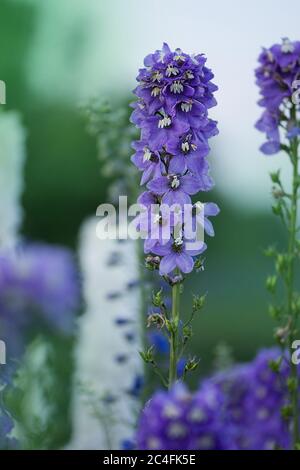 Fleurs de Delphinium. De magnifiques fleurs de larkspur. Plante de Delphinium avec des fleurs sur fond flou Banque D'Images