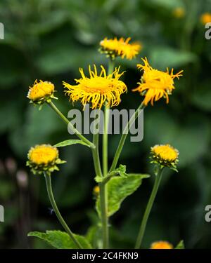 Fleur jaune vif sur fond vert Banque D'Images