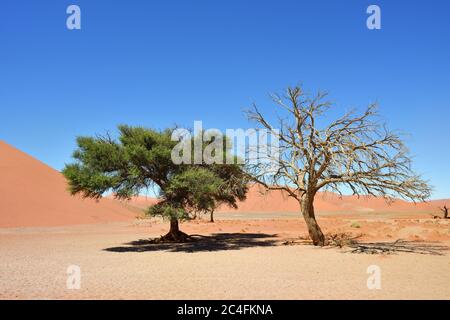 Arbres morts et vivants de chameau contre le ciel bleu et les dunes rouges dans Sossusvlei, parc national Namib-Naukluft au lever du soleil, Namibie, Afrique. Banque D'Images
