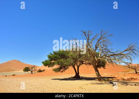 Camel Thorn mort et vivant contre le ciel bleu et les dunes rouges de Sossusvlei, parc national Namib-Naukluft au lever du soleil, Namibie, Afrique. Banque D'Images