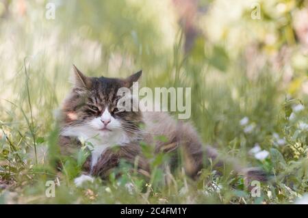 gros plan d'un beau chat qui s'est posé sur l'herbe outdoor.calm et se détendre. chat drôle Banque D'Images