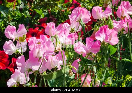 Rose Lathyrus odoratus 'Gwendoline' pois doux Banque D'Images