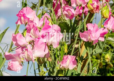 Lathyrus odoratus 'Gwendoline' pois doux rose Banque D'Images