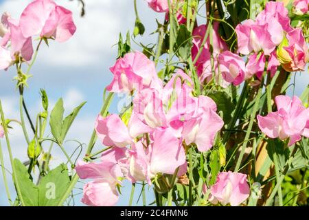 Lathyrus odoratus 'Gwendoline' pois doux rose Banque D'Images