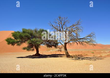 Camel Thorn mort et vivant contre le ciel bleu et les dunes rouges de Sossusvlei, parc national Namib-Naukluft au lever du soleil, Namibie, Afrique. Banque D'Images