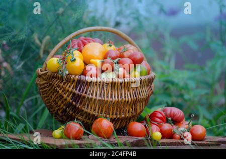 Tomates de différentes formes et couleurs dans des paniers en osier sur le fond d'une serre en plein air Banque D'Images