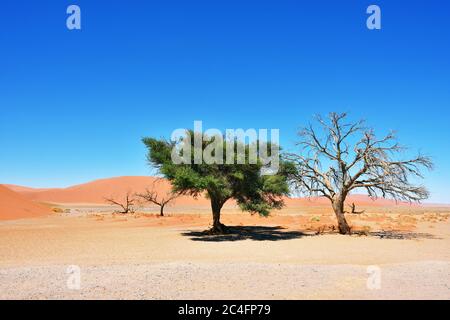 Camel Thorn mort et vivant contre le ciel bleu et les dunes rouges de Sossusvlei, parc national Namib-Naukluft au lever du soleil, Namibie, Afrique. Banque D'Images