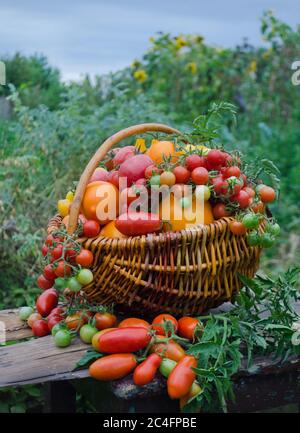 Tomates de différentes formes et couleurs dans des paniers en osier sur le fond d'une serre en plein air. Vie de pays ukrainien. Banque D'Images