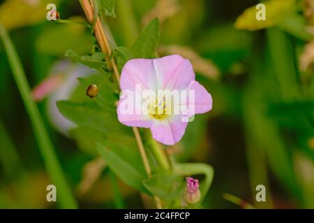 Fleur de bouillie de haie rose sur feuilles vertes. Banque D'Images