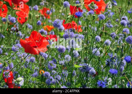 Jardin de fleurs sauvages Bleu Rouge prairie Bleu Rouge Coquelicots fleurs Bleu Globe Gilia maïs Rouge Coquelicot fleurs sauvages plantes mixtes Poppy champ Fineflower Gilia Bloom Banque D'Images