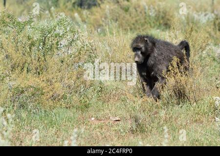 Singe babouin africain marchant dans la savane, Namibie, Afrique Banque D'Images