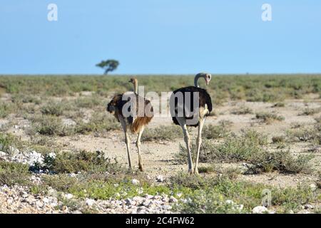 Couple d'autruche, homme et femme dans le parc national d'Etosha tôt le matin. Namibie Banque D'Images